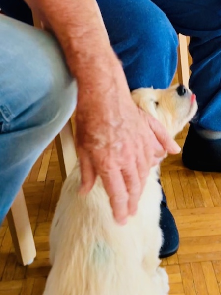 Welpenbesuch